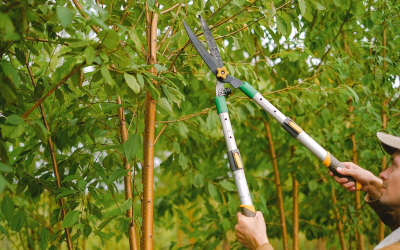 Tree trimming in Arapahoe, NE